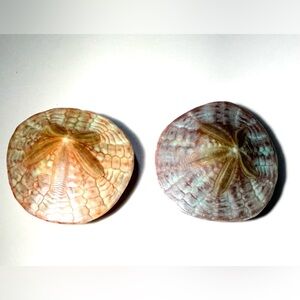 Repurposed Sand dollars Into Refrigerator Magnets